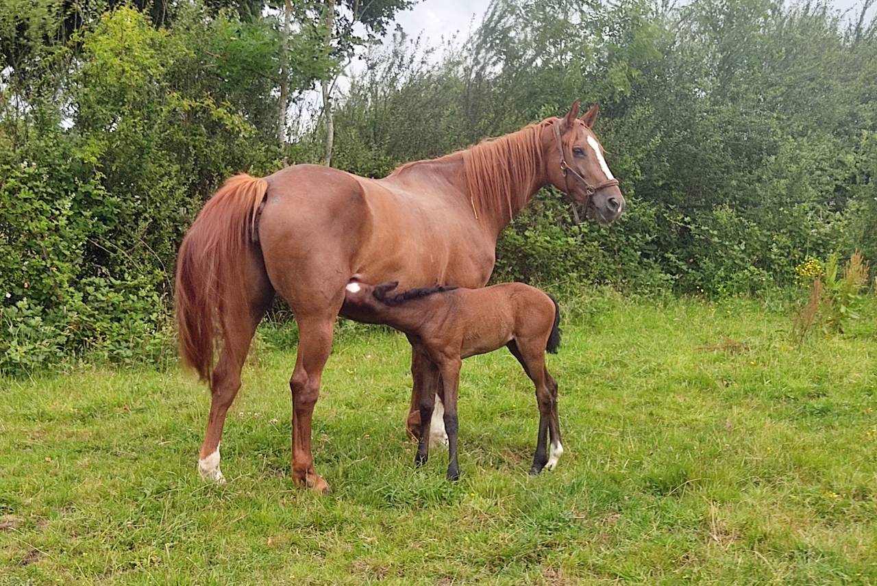 Cavalla Sella Francese Noleggio 2014 Sauro brul&eacute;