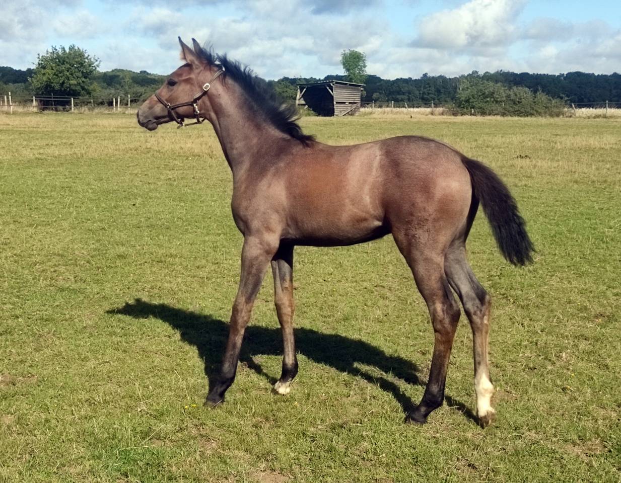 Cavalla Sella Francese Noleggio 2014 Sauro brul&eacute;