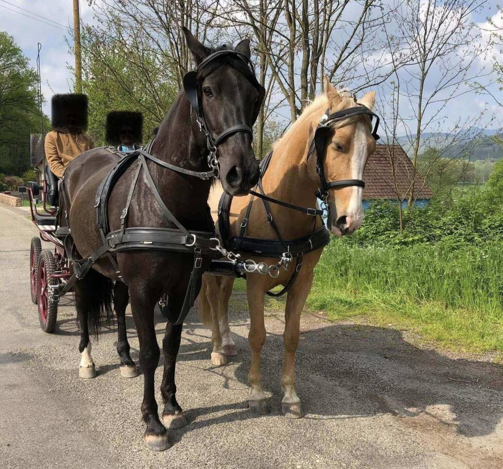 Castrone PRE Andaluso In vendita 2016 Nero