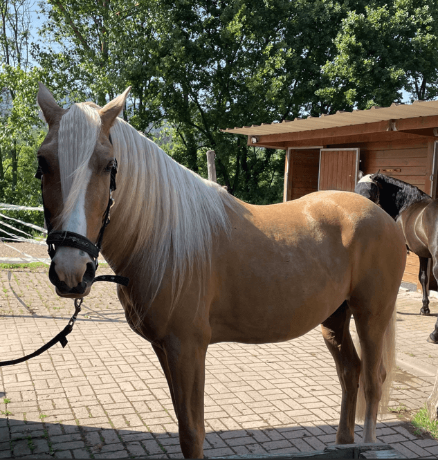 Castrone PRE Andaluso In vendita 2016 Nero