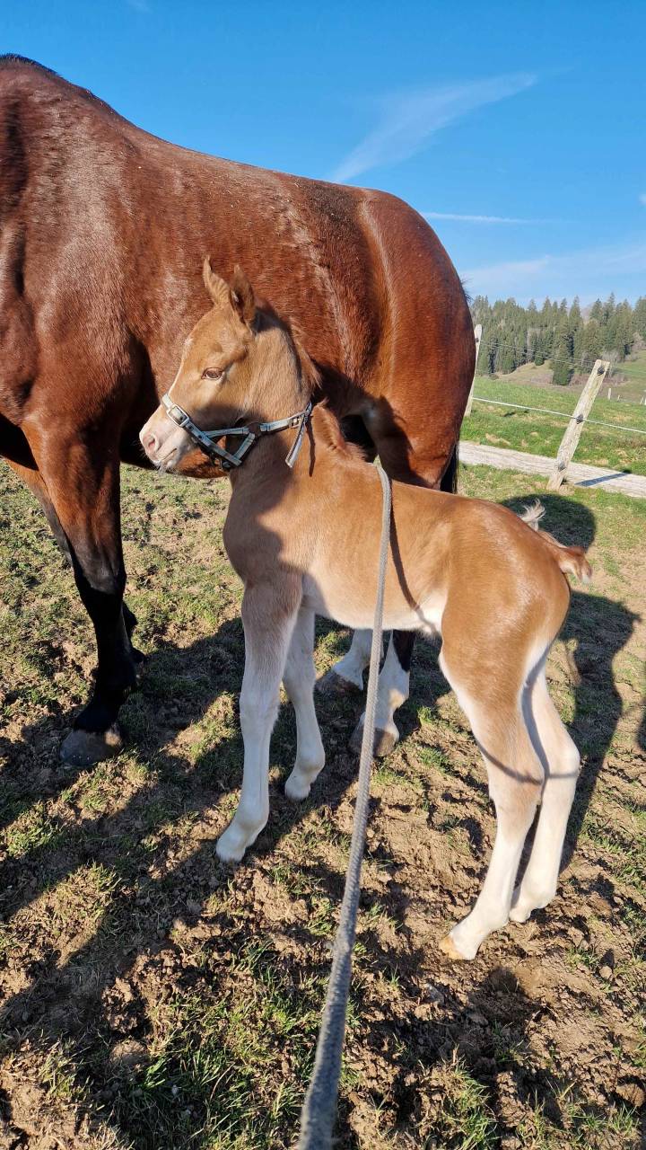 Puledro Franche-Montagne In vendita 2026 Sauro ,  Expresso