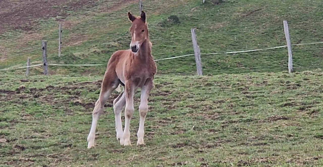 Puledro Franche-Montagne In vendita 2026 Sauro ,  Expresso