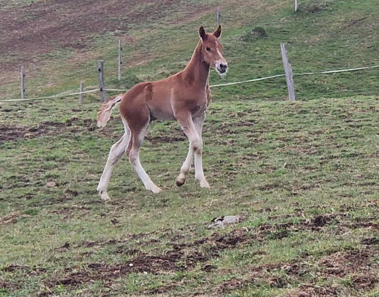 Puledro Franche-Montagne In vendita 2026 Sauro ,  Expresso