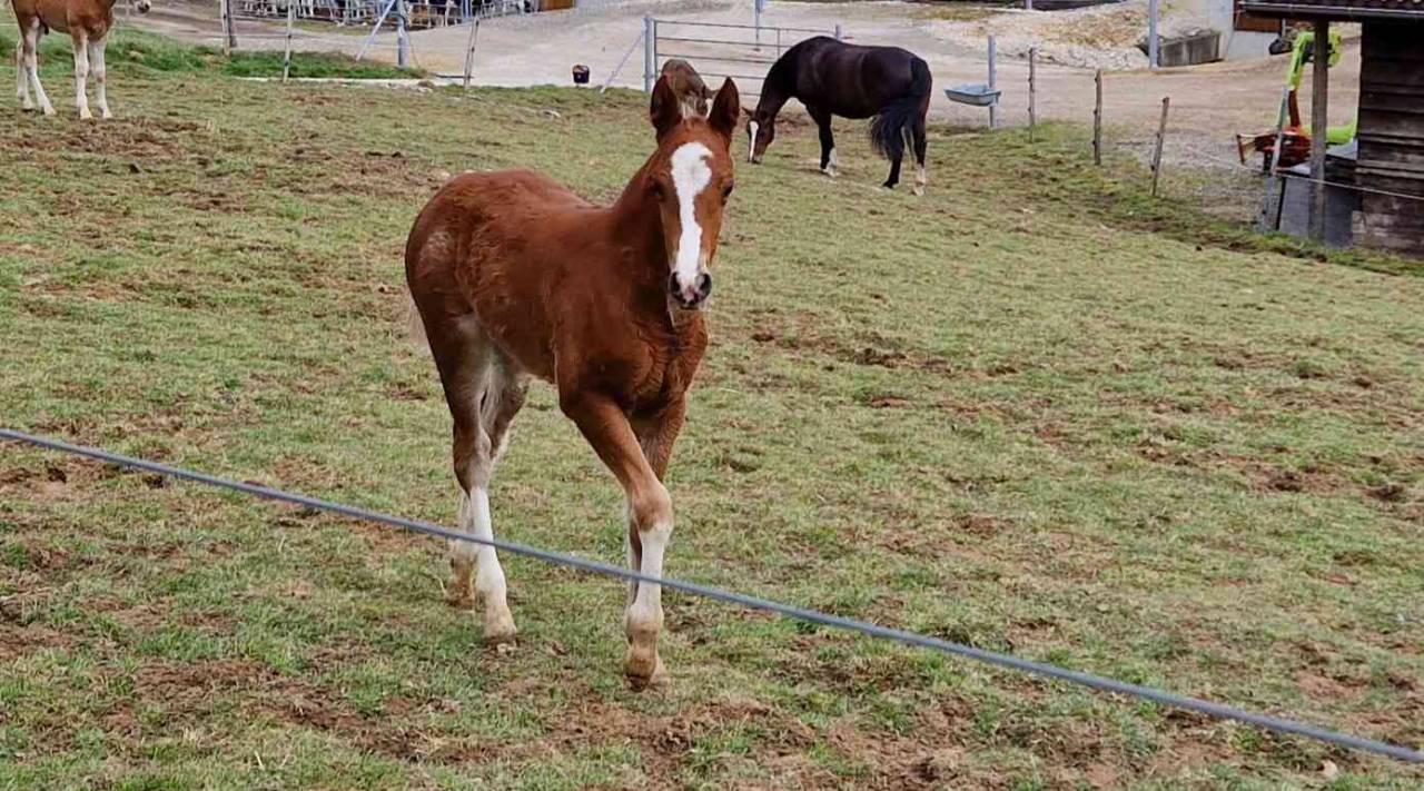 Puledra Franche-Montagne In vendita 2026 Sauro ,  Exaequo