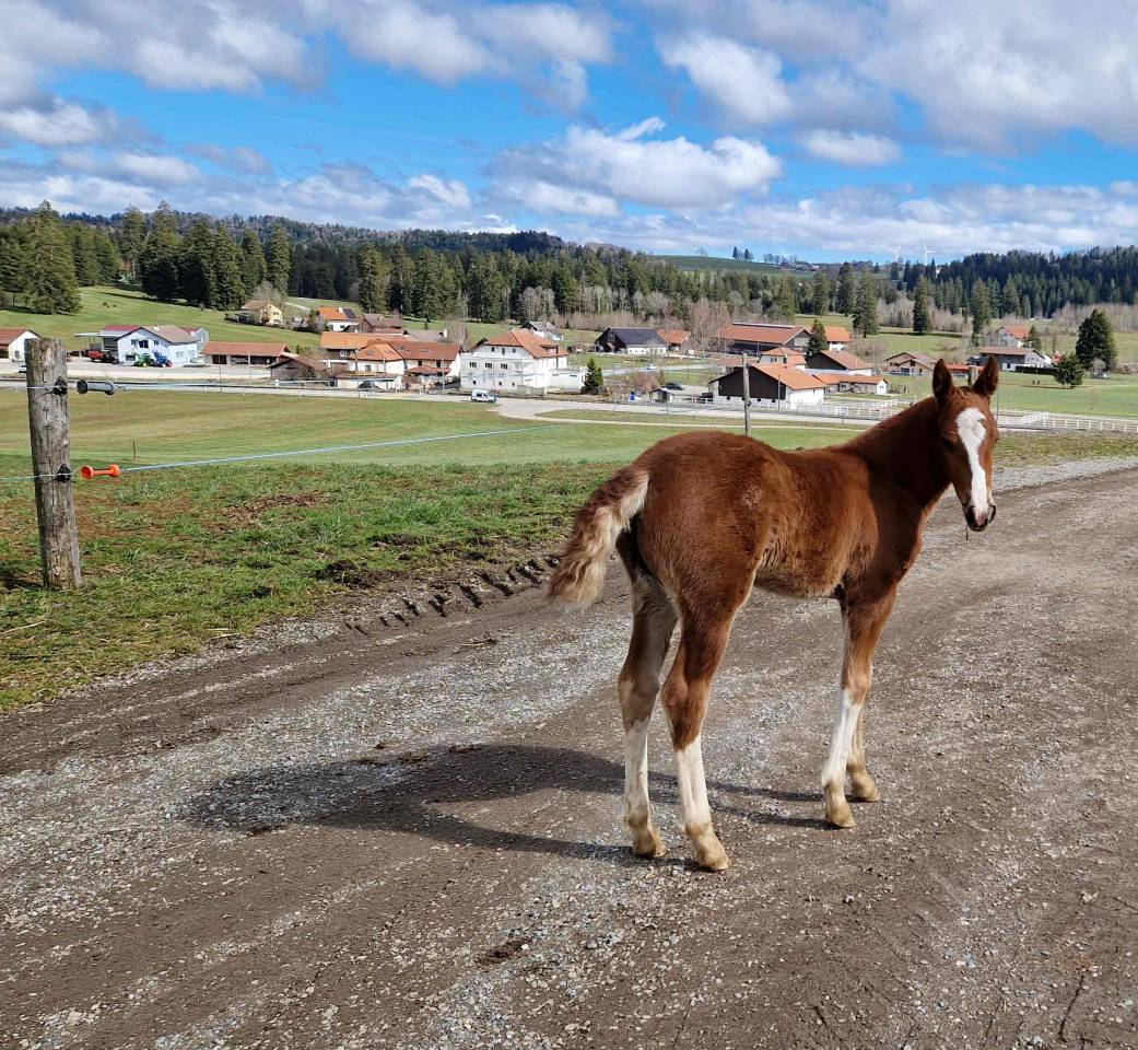Puledra Franche-Montagne In vendita 2026 Sauro ,  Exaequo