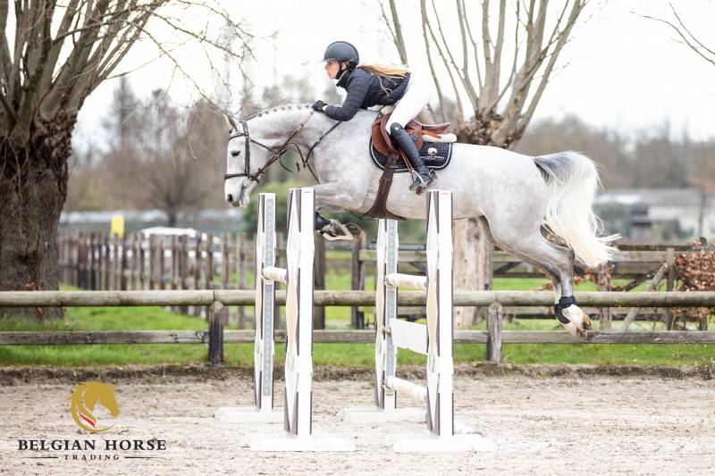 Cavalla Sella Francese In vendita 2019 Grigio