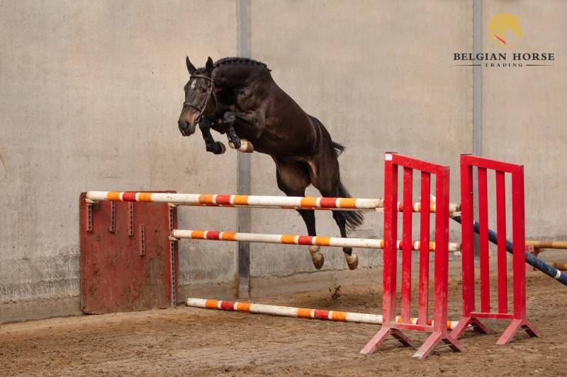 Cavalla Zangersheide In vendita 2022 Baio