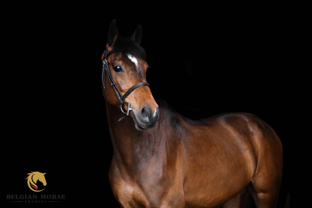 Cavalla Holsteiner In vendita 2019 Baio