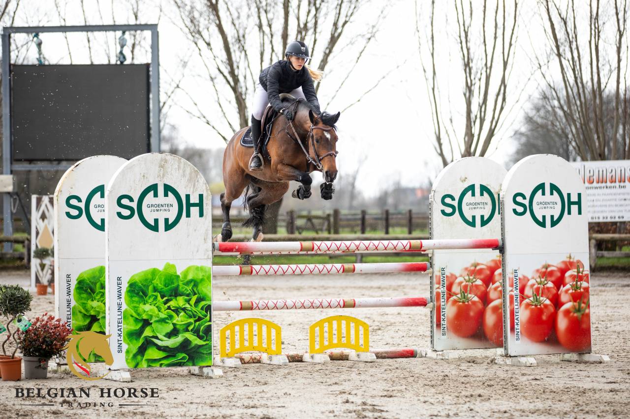 Cavalla Holsteiner In vendita 2019 Baio