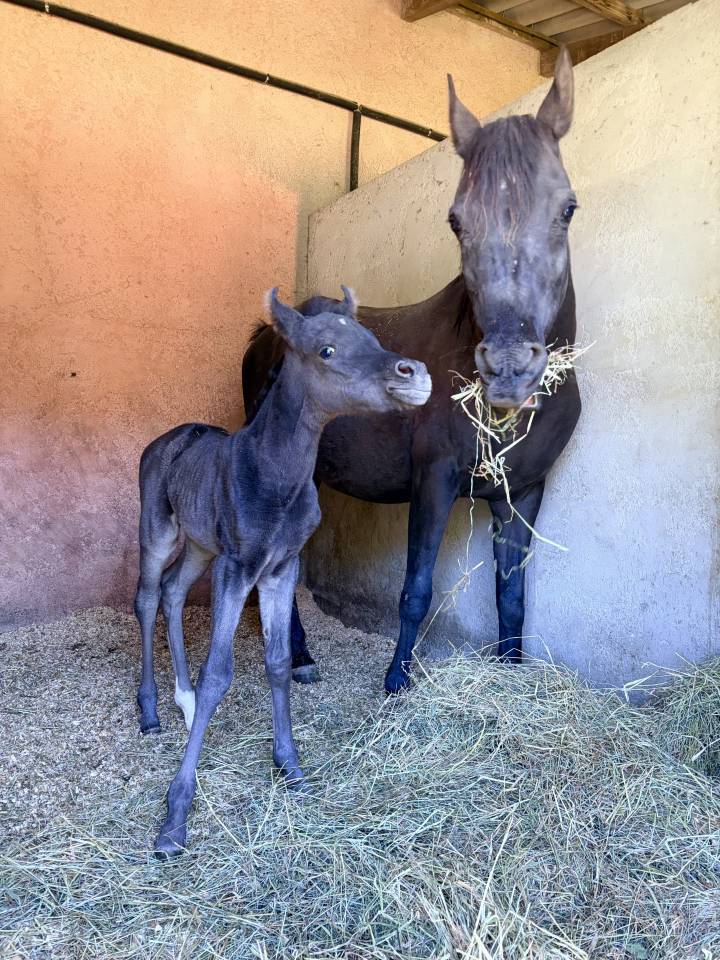 Puledra Purosangue Arabo In vendita 2026 Nero