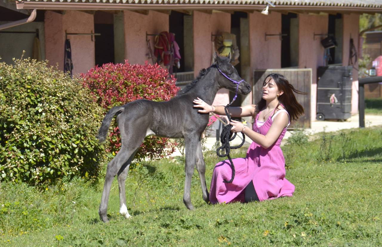 Puledra Purosangue Arabo In vendita 2026 Nero