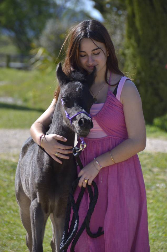 Puledra Purosangue Arabo In vendita 2026 Nero