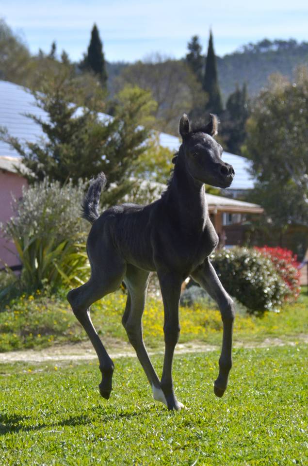 Puledra Purosangue Arabo In vendita 2026 Nero