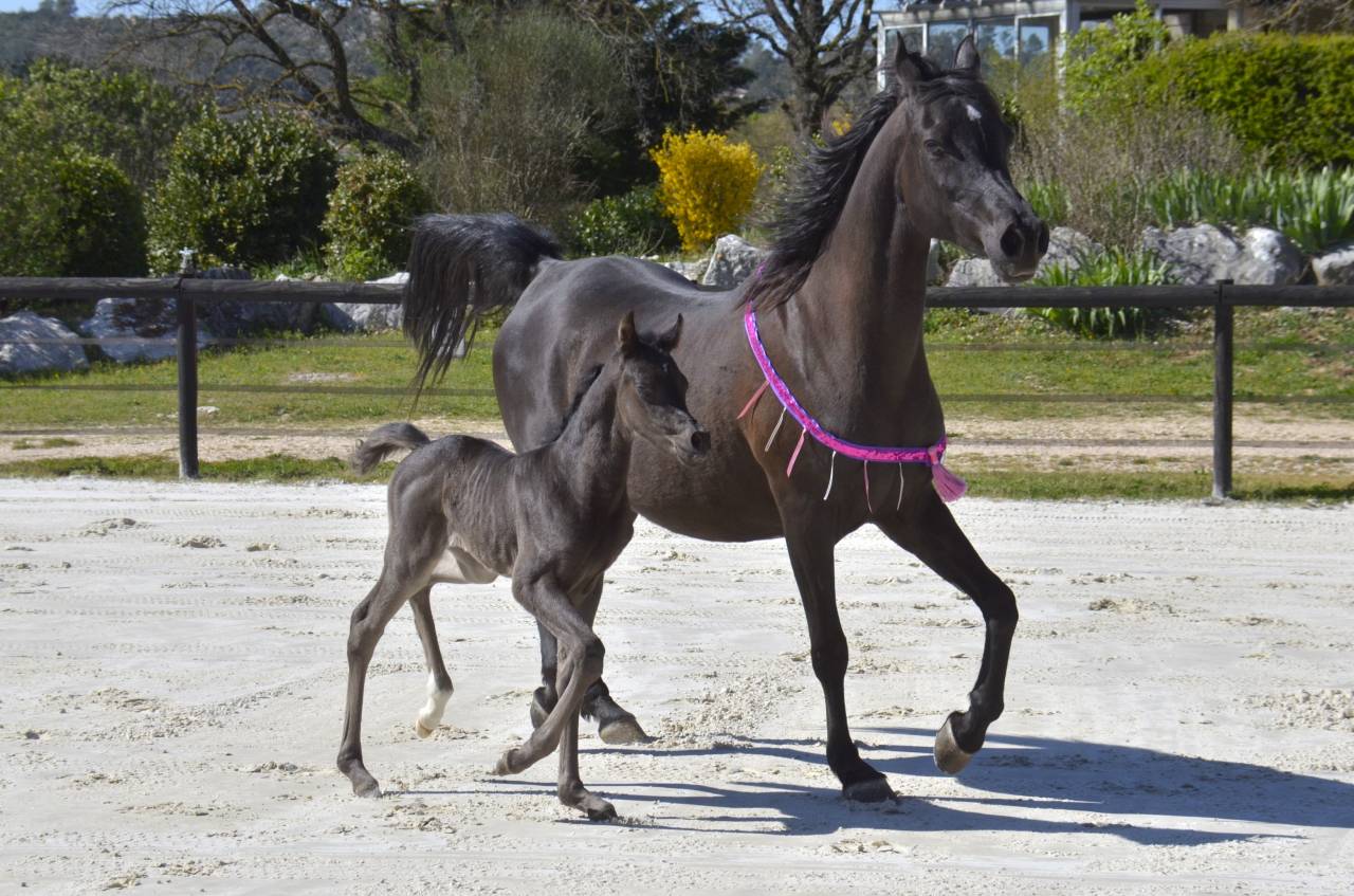 Puledra Purosangue Arabo In vendita 2026 Nero