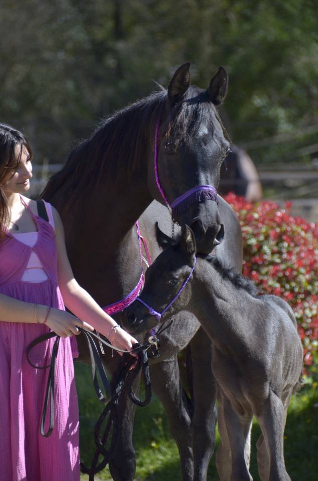 Puledra Purosangue Arabo In vendita 2026 Nero