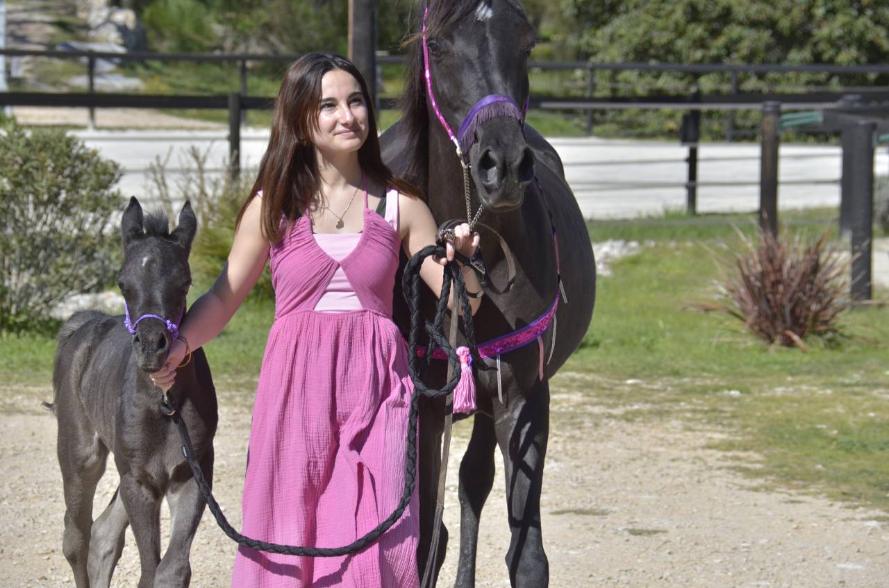 Puledra Purosangue Arabo In vendita 2026 Nero