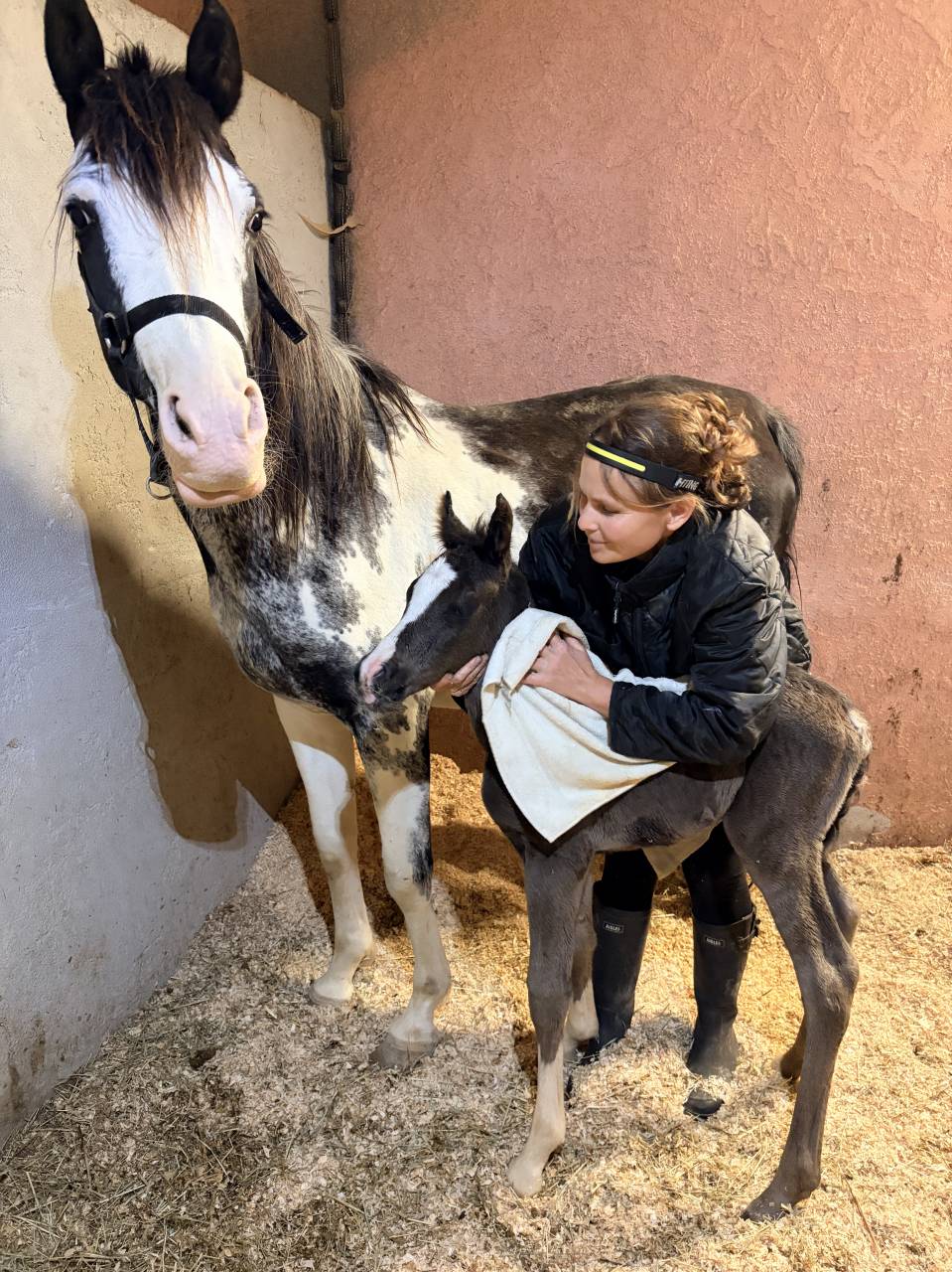 Puledro Mezzo Sangue Arabo In vendita 2026 Nero