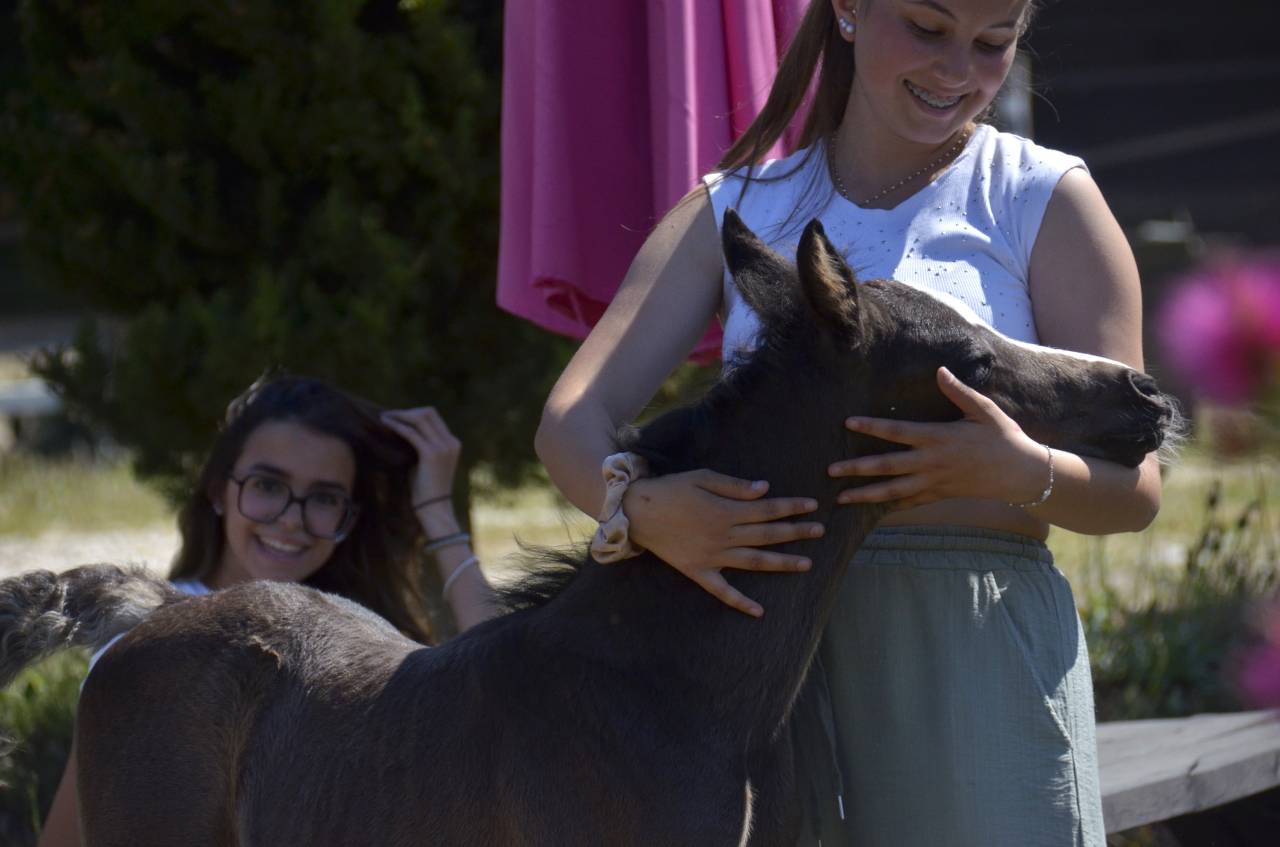 Puledro Mezzo Sangue Arabo In vendita 2026 Nero