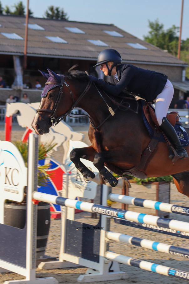 Cavalla BWP Cavallo da Sangue Belgio In vendita 2014 Baio