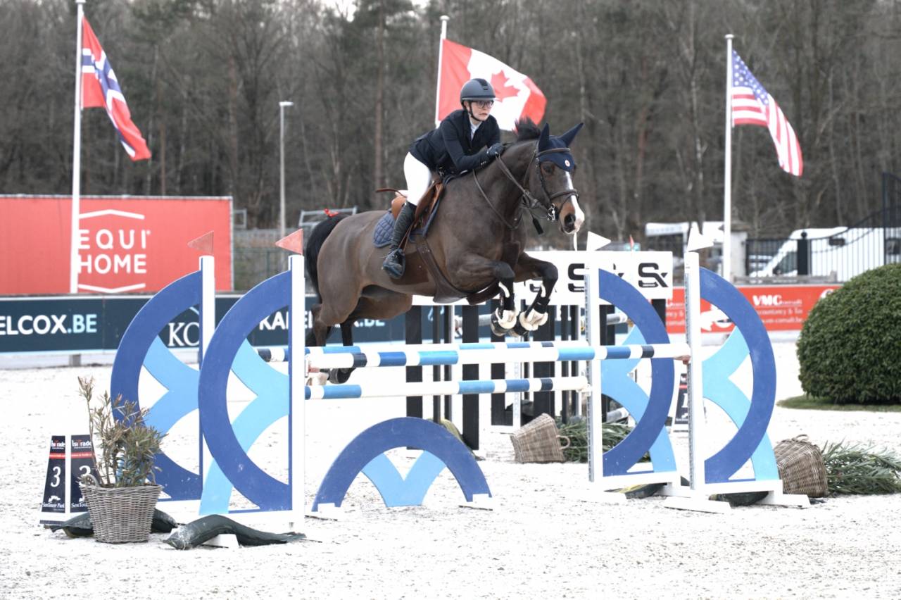 Cavalla BWP Cavallo da Sangue Belgio In vendita 2014 Baio