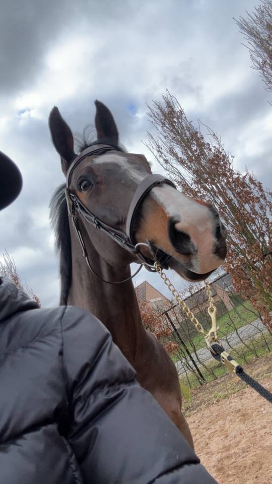 Cavalla BWP Cavallo da Sangue Belgio In vendita 2014 Baio