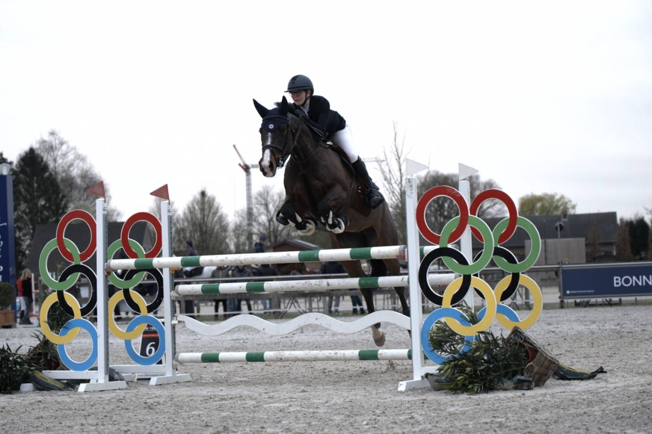 Cavalla BWP Cavallo da Sangue Belgio In vendita 2014 Baio