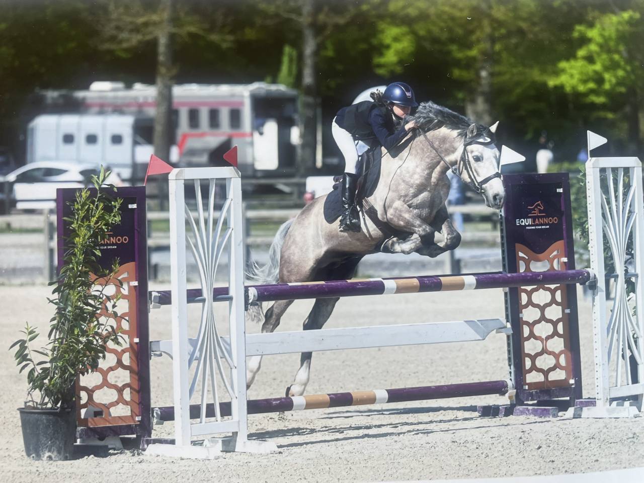 Stallone Connemara In vendita 2017 Palomino