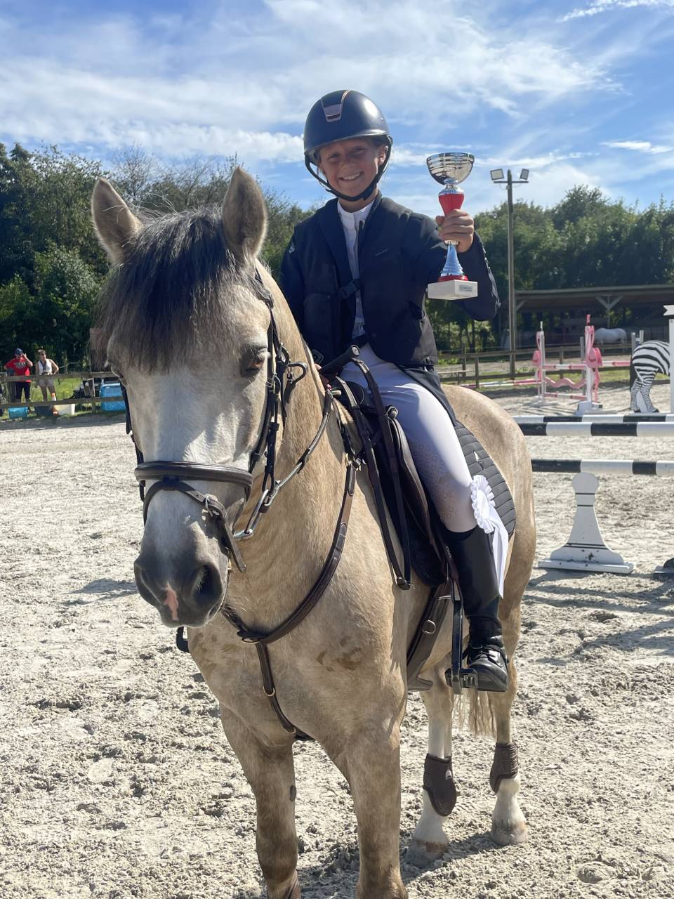 Stallone Connemara In vendita 2017 Palomino