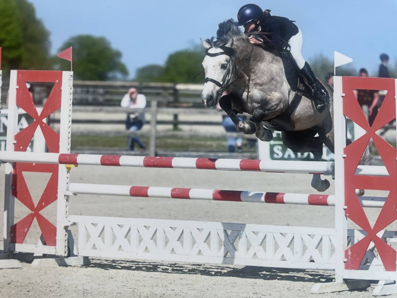 Stallone Connemara In vendita 2017 Palomino