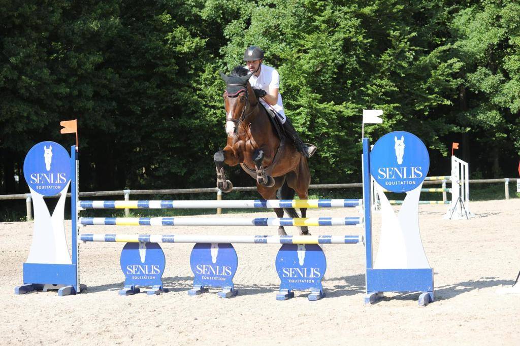 Castrone Sella Francese In vendita 2014 Baio scuro