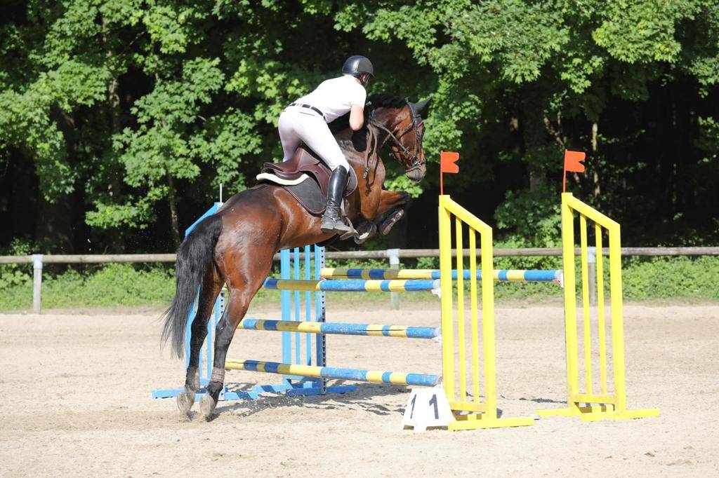 Castrone Sella Francese In vendita 2014 Baio scuro