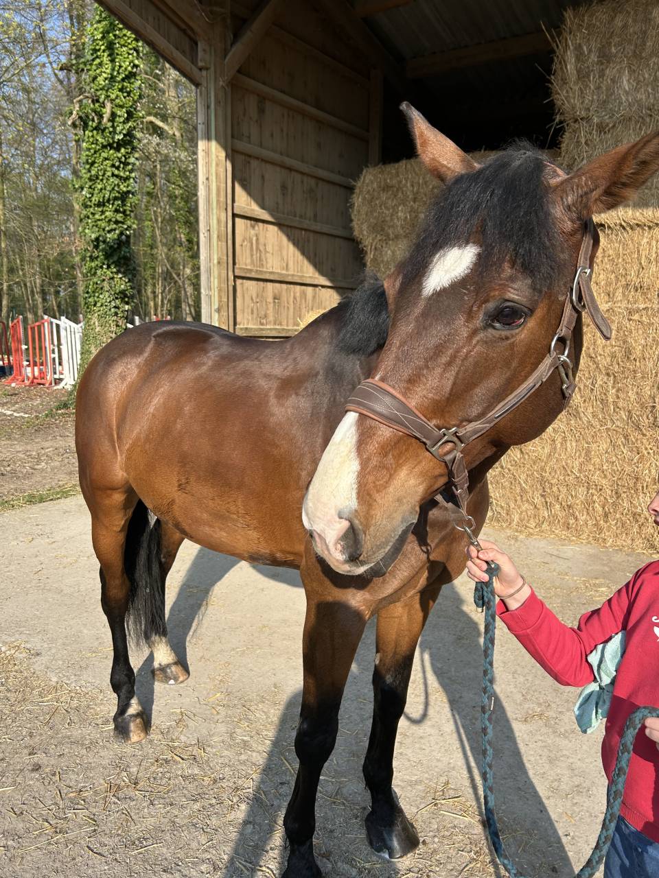 Castrone Sella Francese In vendita 2014 Baio scuro