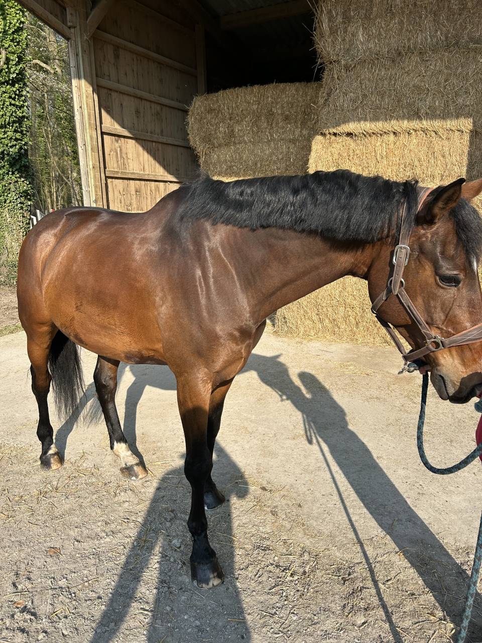 Castrone Sella Francese In vendita 2014 Baio scuro