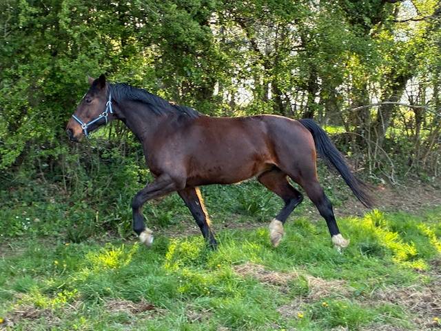 Cavalla Sella Francese In vendita 2016 Baio scuro ,  CONTENDRO I