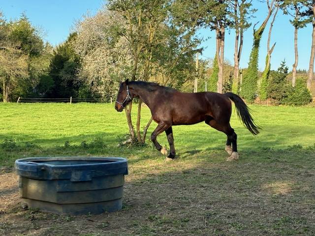 Cavalla Sella Francese In vendita 2016 Baio scuro ,  CONTENDRO I