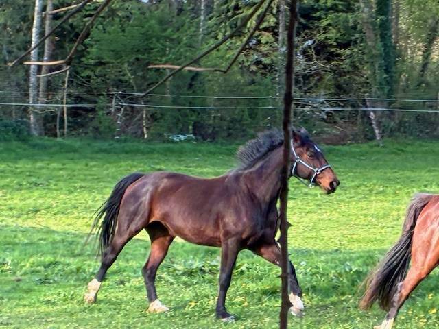 Cavalla Sella Francese In vendita 2016 Baio scuro ,  CONTENDRO I