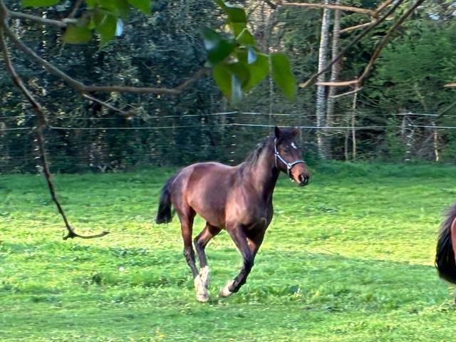 Cavalla Sella Francese In vendita 2016 Baio scuro ,  CONTENDRO I