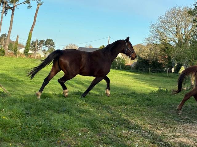 Cavalla Sella Francese In vendita 2016 Baio scuro ,  CONTENDRO I