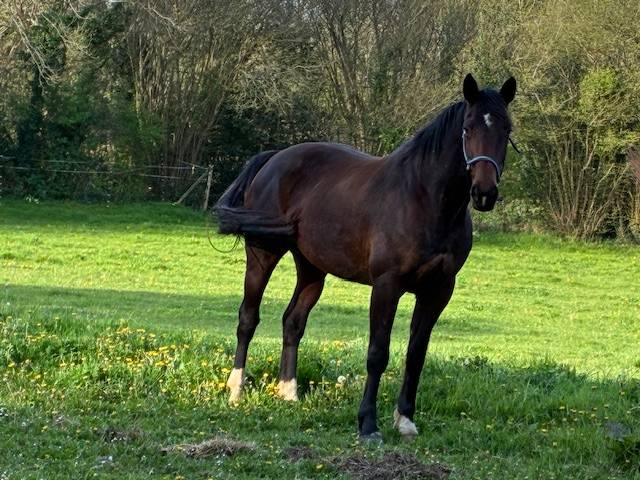 Cavalla Sella Francese In vendita 2016 Baio scuro ,  CONTENDRO I