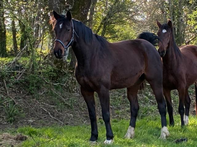 Cavalla Sella Francese In vendita 2016 Baio scuro ,  CONTENDRO I