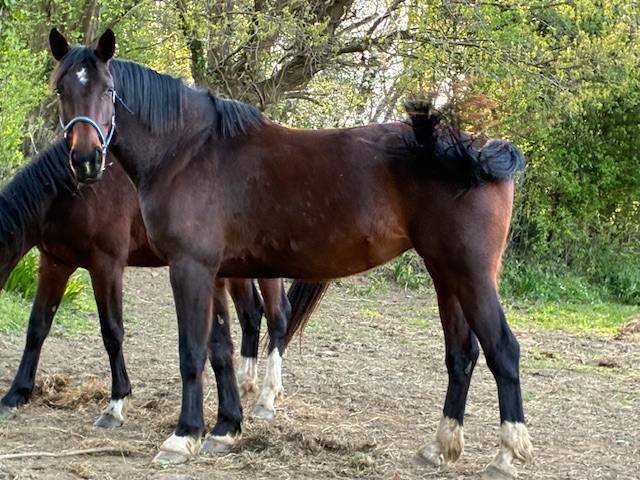 Cavalla Sella Francese In vendita 2016 Baio scuro ,  CONTENDRO I