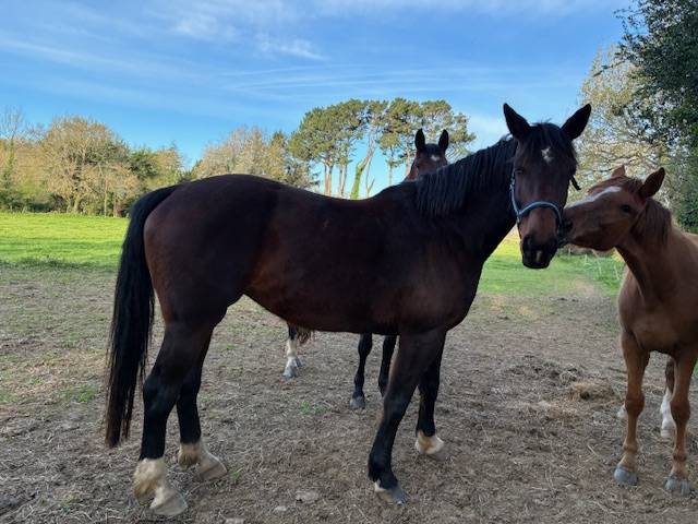 Cavalla Sella Francese In vendita 2016 Baio scuro ,  CONTENDRO I