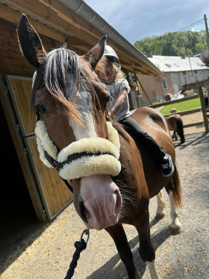 Stallone Altre Razze di Pony In vendita 2023 Baio scuro