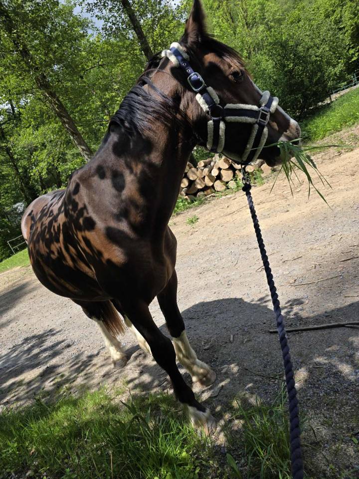 Stallone Altre Razze di Pony In vendita 2023 Baio scuro