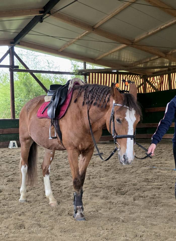 Pony FISE salto ostacoli perfetta per brevetti