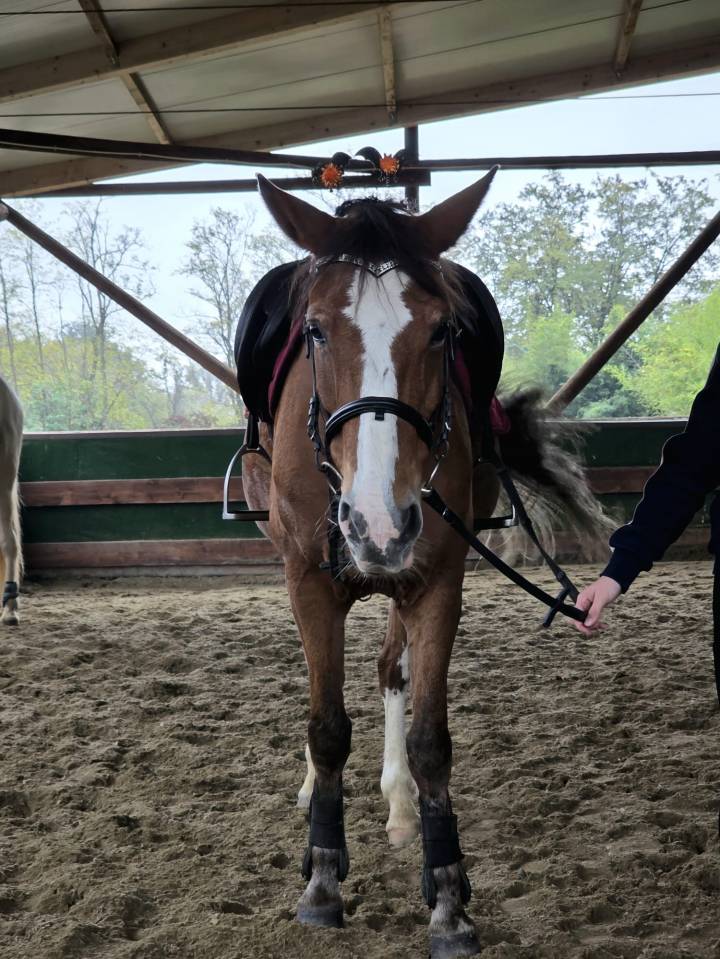 Pony FISE salto ostacoli perfetta per brevetti