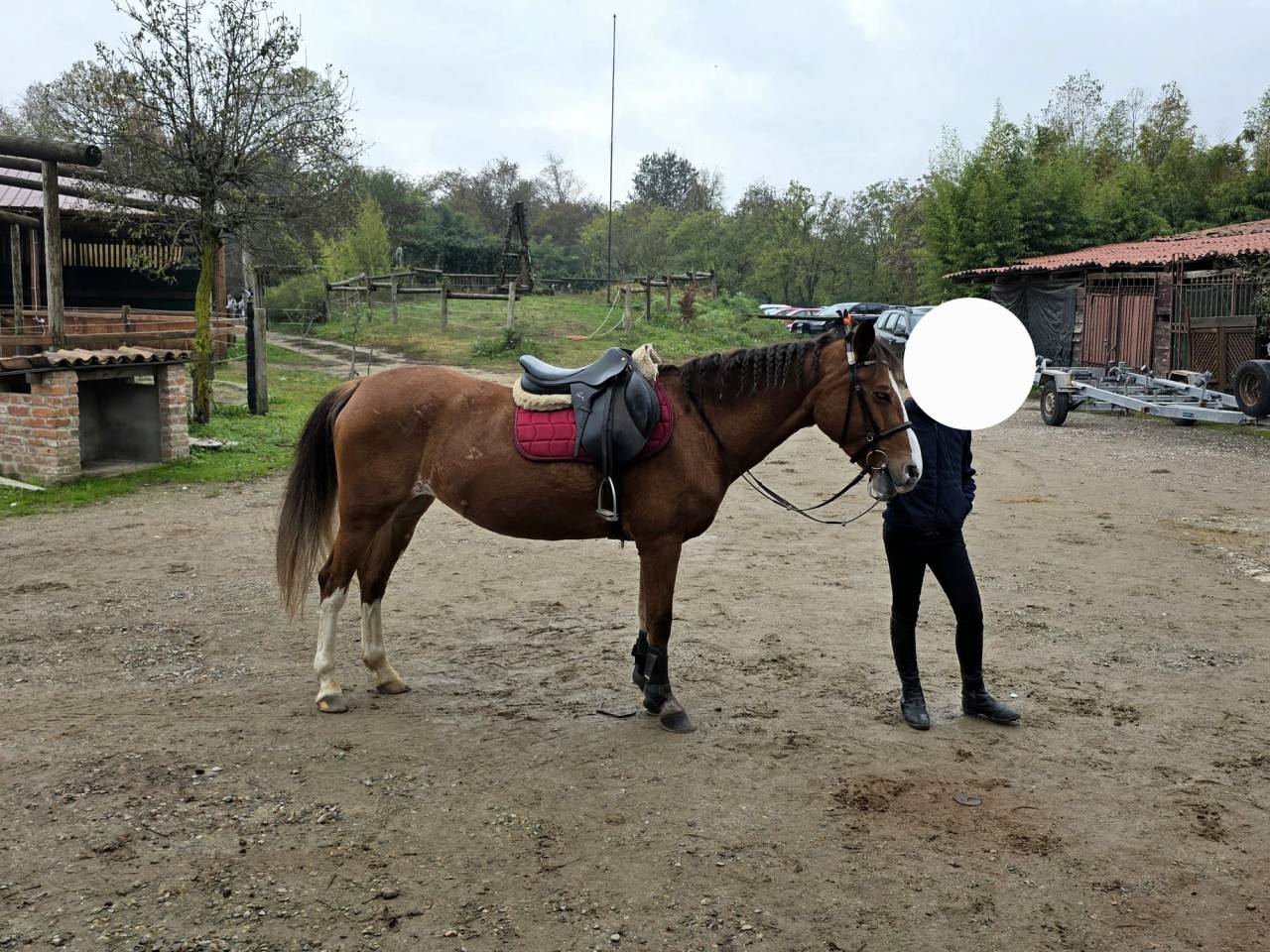 Pony FISE salto ostacoli perfetta per brevetti