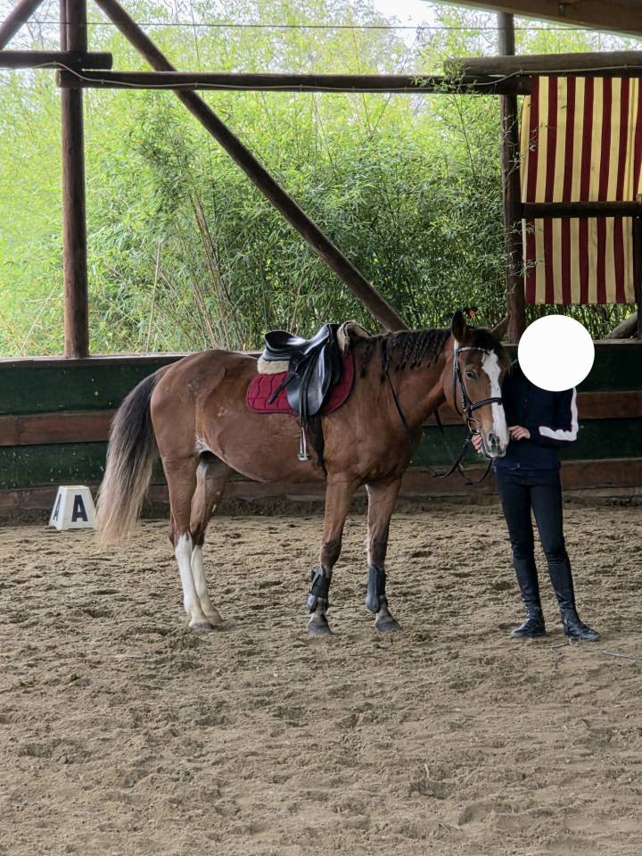 Pony FISE salto ostacoli perfetta per brevetti