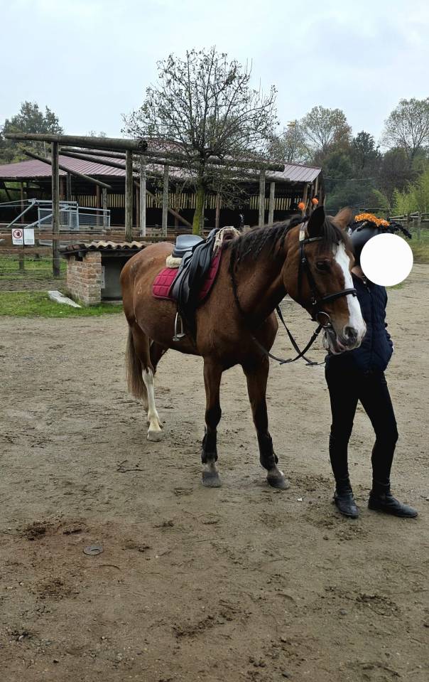 Pony FISE salto ostacoli perfetta per brevetti