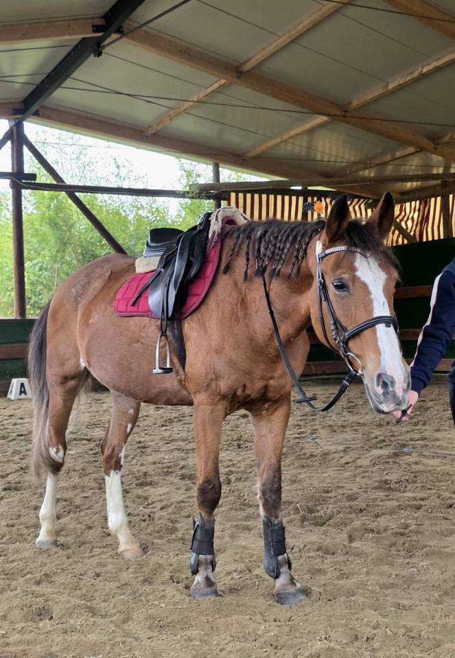 Pony FISE salto ostacoli perfetta per brevetti